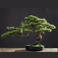 Bonsai