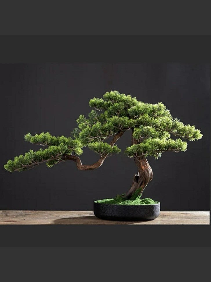 Bonsai