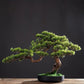 Bonsai