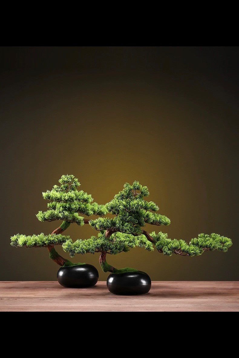 Bonsai Matsu