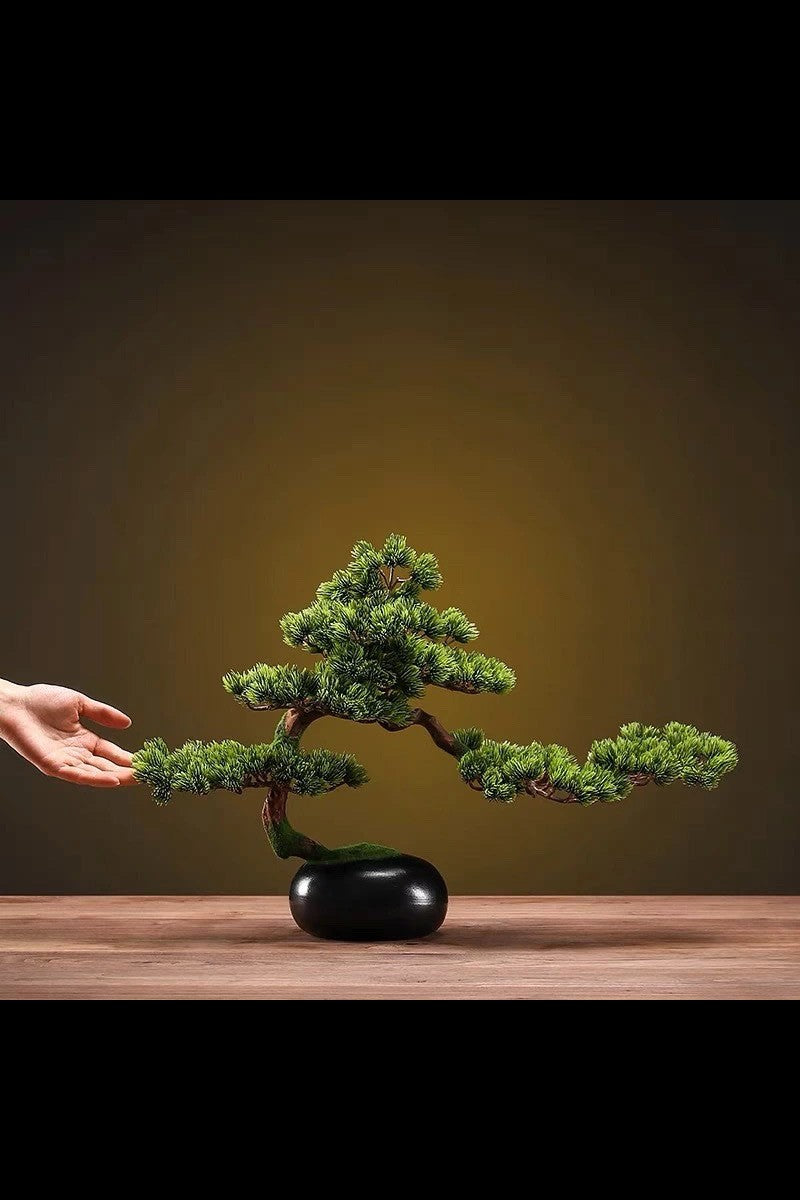 Bonsai Matsu