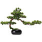 Bonsai Matsu