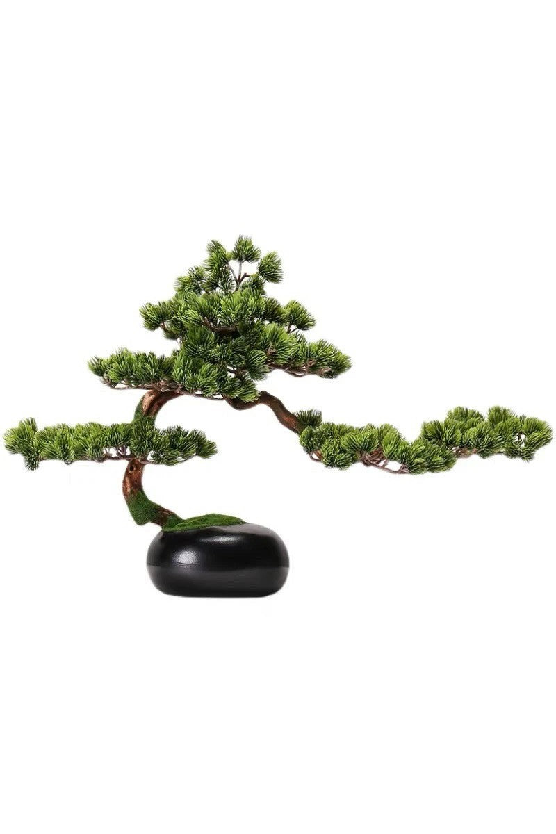 Bonsai Matsu